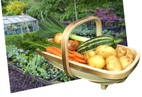 Allotment_Trug