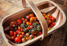 Trugs_Tomatoes