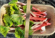 Trug_Rhubarb