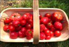 Trug_Toms