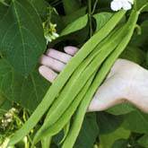 Beans