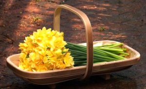 The Daffodil trug is designed for the flower growers or foraging due to its shallow depth